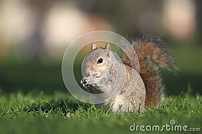 Gray squirrel Stock Photo