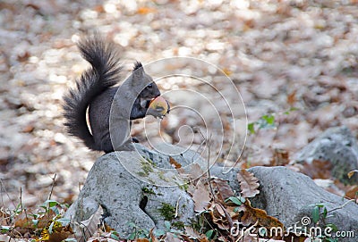 Gray squirrel eating forest berry Stock Photo