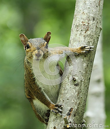 Gray Squirrel on Tree Trunk Stock Photo