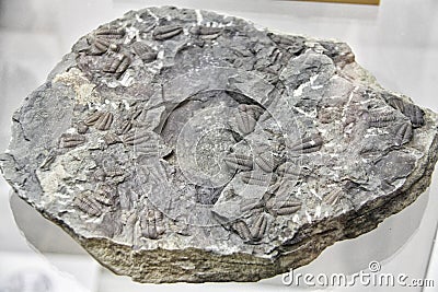 Gray stone with plenty of fossil trilobites Stock Photo
