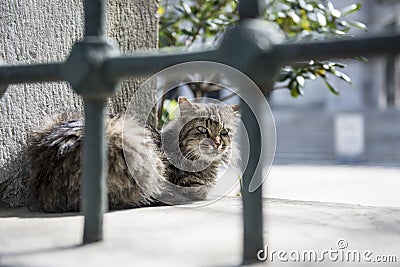 The gray stray cat Stock Photo