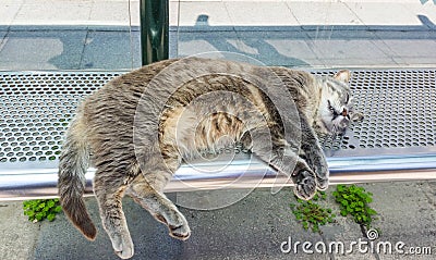 Gray stray cat sleeping at the bus station Stock Photo