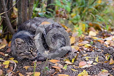 A gray stray cat sleeps under a bush on the street Stock Photo