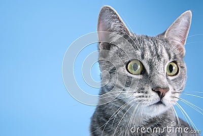 Gray striped cat. Stock Photo