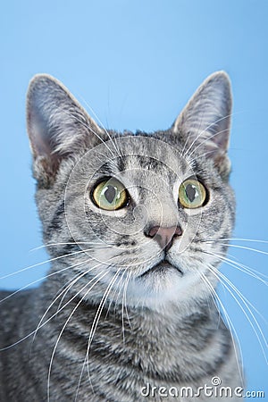 Gray striped cat. Stock Photo