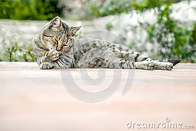 Gray striped cat lies relaxed on floor of veranda and licks his paw, copy space Stock Photo