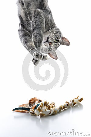 Gray striped cat playing upside down. Stock Photo