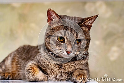 A gray striped kitty poses for the camera! Stock Photo