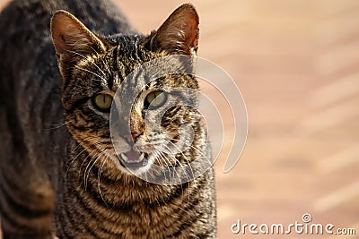 Gray striped tabby street cat showing fangs Stock Photo