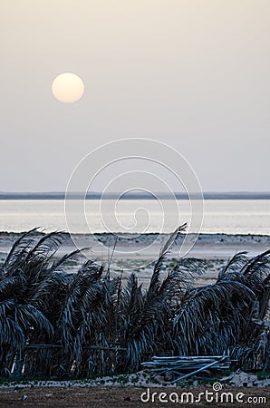 Gray sunset over Atlantic ocean and dark palm leaf hedge in Banc d`Arguin National Park, Mauritania, Africa Stock Photo