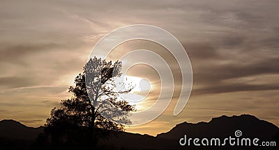 A gray sunset with a tree silhouetted Stock Photo