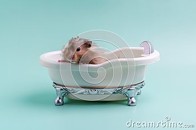 Gray Syrian hamster sitting in a white toy bath Stock Photo