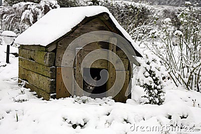 A gray, tabby cat in dog-kennel during winter. Stock Photo