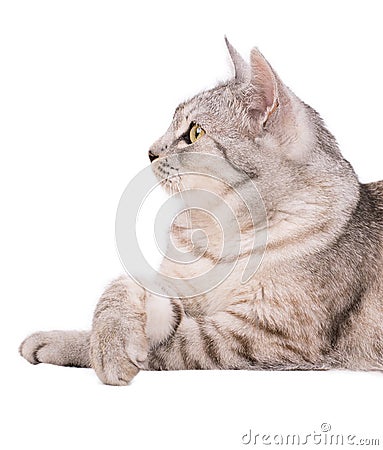 Gray tabby cat European Stock Photo