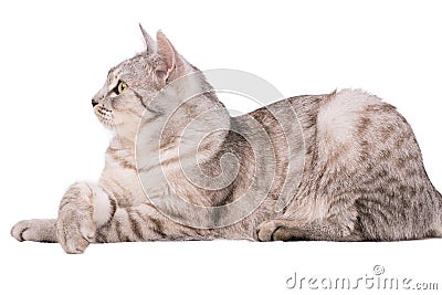 Gray tabby cat European Stock Photo