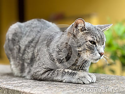 Gray tabby cat lies on the fence with his eyes narrowed Stock Photo