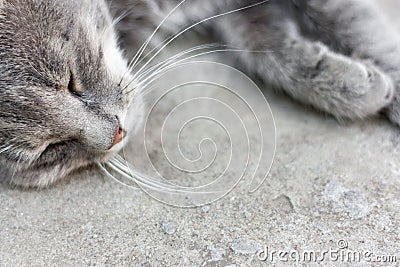 Gray tabby cat sleeping on the pavement Stock Photo