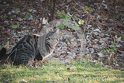 Gray tabby house cat sits in the grass Stock Photo