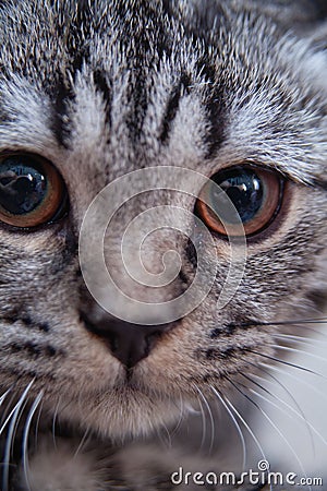 Gray tabby kitten Stock Photo