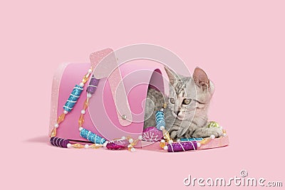 Gray tabby kitten pink Christmas mailbox Stock Photo