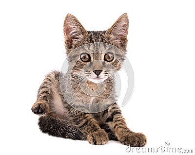 Gray tabby kitten raising his hind leg looks into the camera on Stock Photo