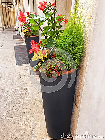 Gray tall flower pots with a variety of colors Stock Photo