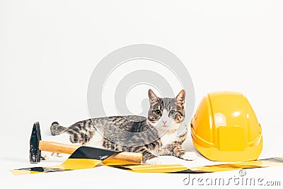 gray tiger cat lying behind some tools for handyman Stock Photo