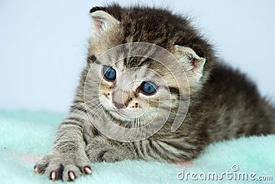 gray tiger kitten Stock Photo