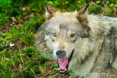 Gray Timber Western Wolf Stock Photo