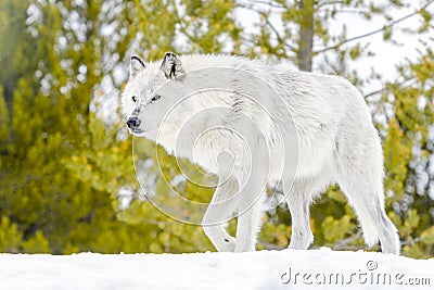 Gray timber wolf in winter forest Stock Photo