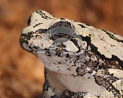 Gray Tree Frog Stock Photo