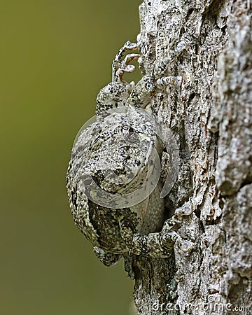 Gray Tree Frog blending in with a white oak tree Stock Photo