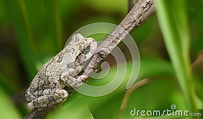 Gray tree frog Stock Photo