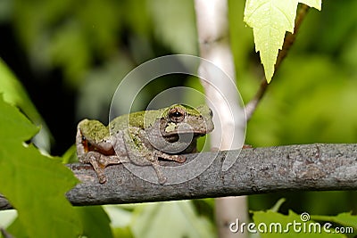 Gray tree frog Stock Photo