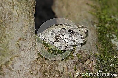 Gray Tree Frog (Hyla versicolor) Stock Photo