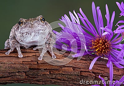 Gray tree frog next to purple aster Stock Photo