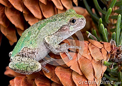 Gray tree frog on pine cone Stock Photo