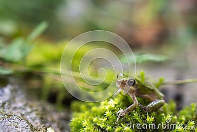 Gray Treefrog Stock Photo