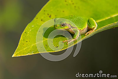 Gray Treefrog - Hyla versicolor Stock Photo
