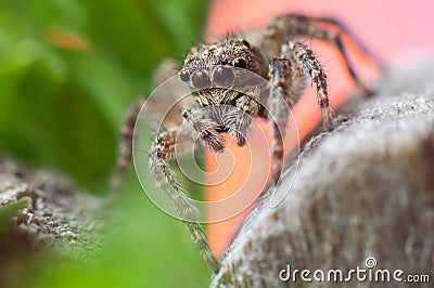 Gray wall jumping spider, Menemerus bivittatus spider Stock Photo