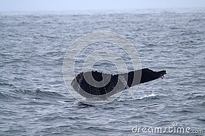 The tail of the whale above the ocean Stock Photo