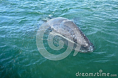 Gray whale Stock Photo