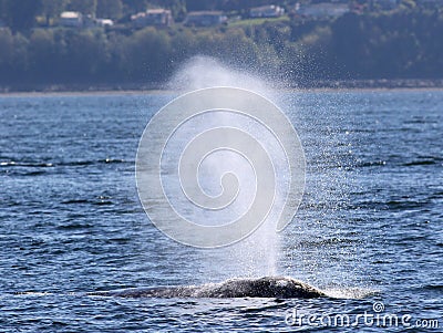 Gray Whale Spouting in the Sunshine Stock Photo
