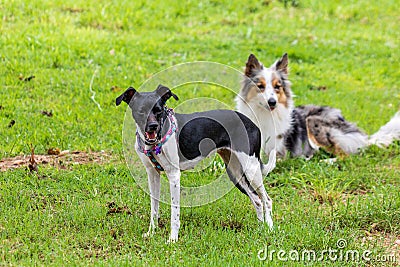 Gray and white border collie and braziliam terrier playing on the green grass Stock Photo