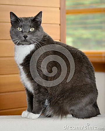 Gray and white cat Stock Photo