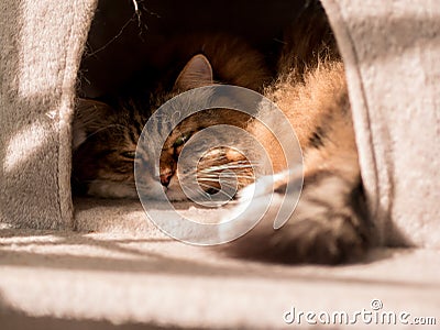 The gray-white cat maine coon is played after lunch Stock Photo