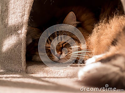 The gray-white cat maine coon is played after lunch Stock Photo