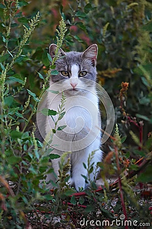 Gray and white cat posing in grass. Close image cat Oudoor in garden Stock Photo