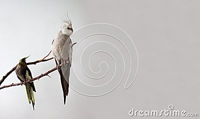 Gray and white cockatiel parrots sit on a branch on a white background. Light and dark parrot on the tree. Copy space. Stock Photo