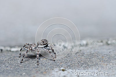 Gray white jump spider on the wall Stock Photo